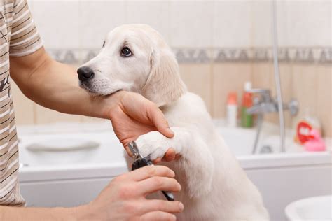 At home dog grooming. 