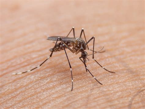 At least 21 deaths and 600 cases of dengue fever in Mali