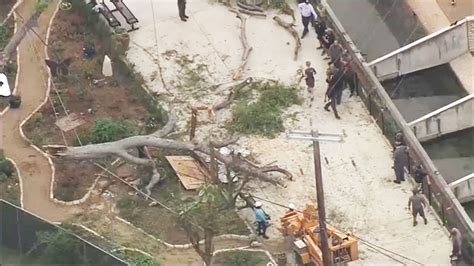 At least 7 people injured after tree branch falls unexpectedly at San Antonio Zoo