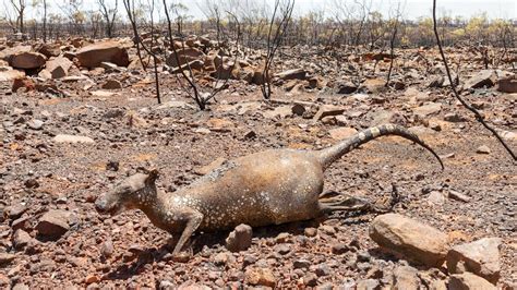 At least 70 animals die in BG fire News bgdailynews.com