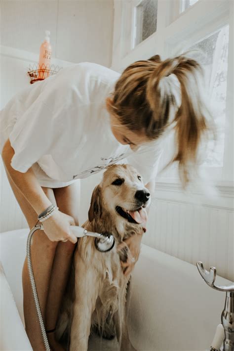 At-Home Dog Grooming Guide Fitdog Blog: Off the Leash