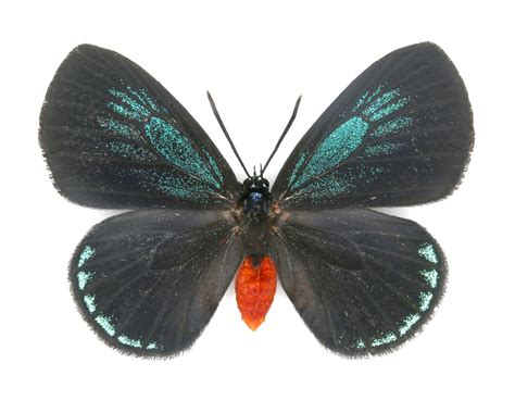 Atala