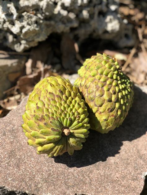 ... atamoya in Hawaii. Those aren't Hawaiian words, but that was what they called them. They have similar flesh and seeds as the soursop, but they are smaller .... 