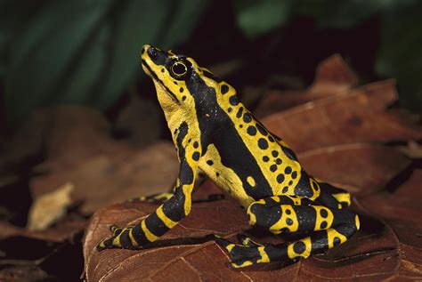 Chytridiomycosis, a disease caused by the fungus Batrachochytrium dendrobatidis (Bd), has been linked with the disappearance of amphibian populations worldwide. Harlequin toads (Atelopus) are among the most severely impacted genera. Two species are already considered extinct and most of the others are at high risk of extinction. The recent rediscovery of harlequin toad populations coexisting .... 