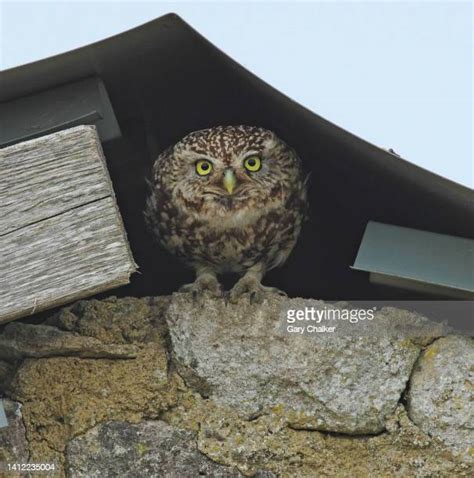 Athena Owl Photos and Premium High Res Pictures - Getty Images