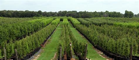 Athens Tree Farm Tree Gallery