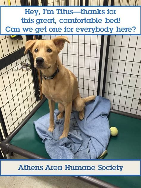 Athens humane society georgia. Athens Area Humane Society, Athens, Georgia. 21,635 likes · 607 talking about this · 2,880 were here. Athens Area Humane Society rescues and protects companion animals by providing for their wellbeing... 