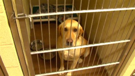 Each year, the Athens Limestone Animal Shelter accepts 