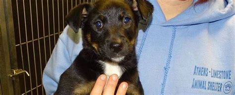 Athens limestone county animal shelter adoption. Things To Know About Athens limestone county animal shelter adoption. 