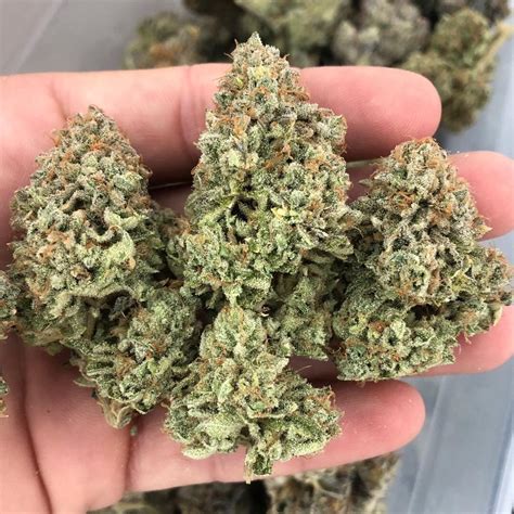 They crossed Triangle Kush with Gelato #41 to create a strain worth a shot. When these genetics were combined, White Gushers emerged as a hybrid strain that harmoniously blends the best of both parent strains. This strain is known for its ability to deliver a euphoric and relaxing high that appeals to a wide range of consumers.. 