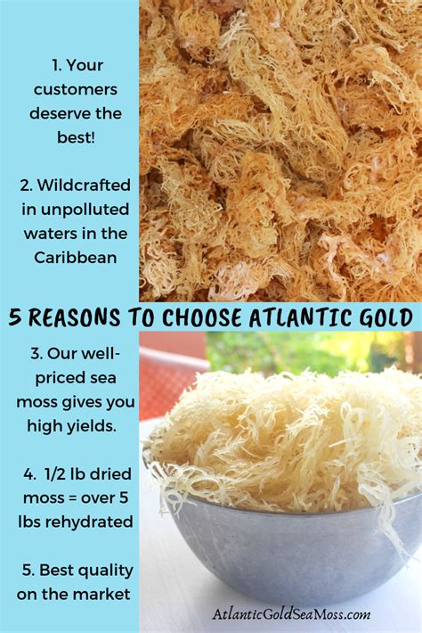 Atlantic Gold Sea Moss Premium, Organic St. Lucia Irish Sea Moss