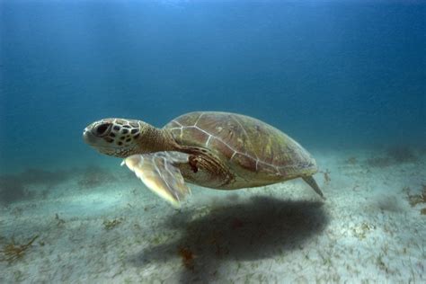 Atlantic Green Sea Turtle - ct