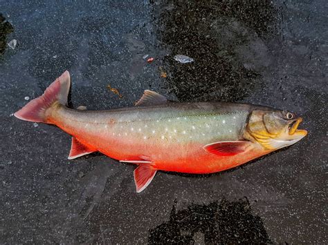 Atlantic char. Things To Know About Atlantic char. 