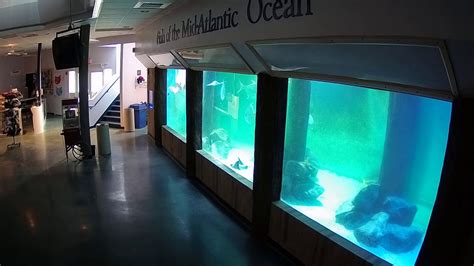 Atlantic city aquarium. ATLANTIC CITY AQUARIUM - 206 Photos & 88 Reviews - 800 N New Hampshire Ave, Atlantic City, New Jersey - Aquariums - Phone … 