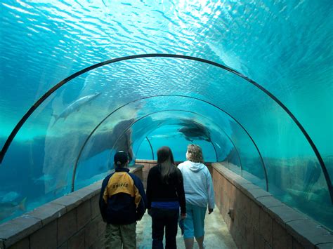 Atlantis bahamas aquarium. Shedd Aquarium is a world-class aquarium located in Chicago, Illinois. It was opened in 1930 and has since then become one of the most popular tourist destinations in the city. The... 