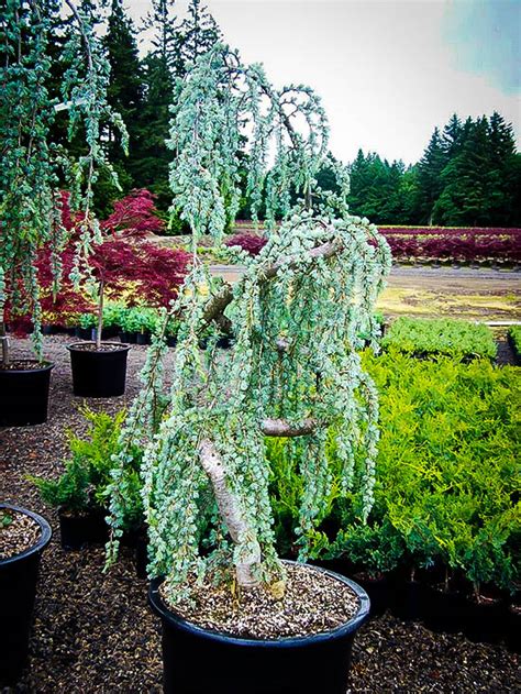 Atlas blue cedar tree weeping. The blue atlas cedar tree is an extremely unique tree that you want to have in your landscape! This pretty evergreen tree has distinct branching which makes it great for a focal point. It also has silver blue foliage and weeping branches. This dwarf tree is a showpiece for the home landscape. It looks great in a mixed bed or in front of your home. 