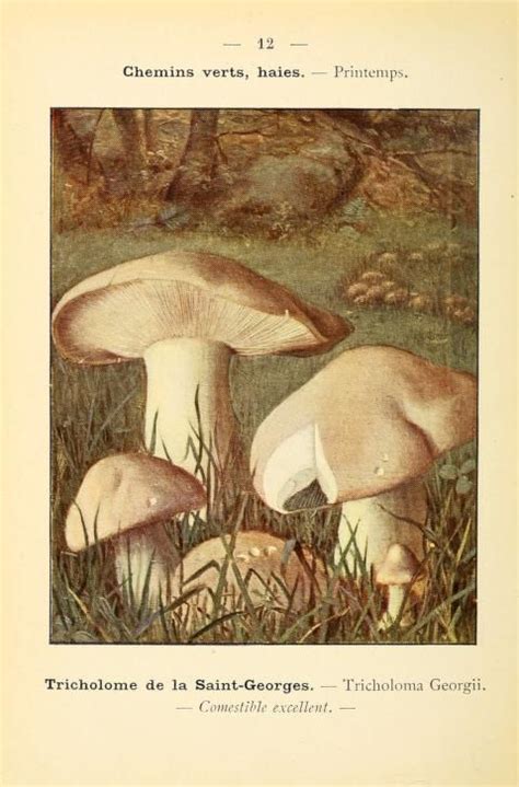 Atlas des champignons comestibles et vnneux. - Earth and space science praxis study guide.