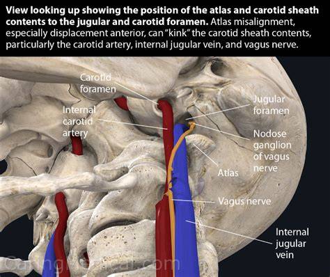 Atlas misalignment vagus nerve.  Misalignment can interfere with the Vagus nerve, wh...
