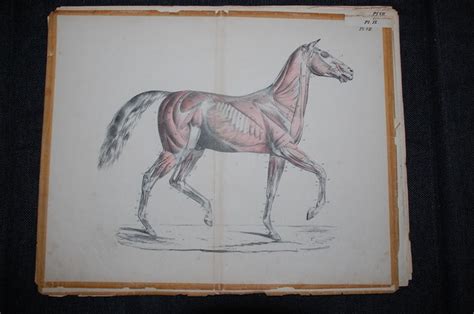 Atlas van de anatomie des paards en 34 steendrukplaten met derzelver verklaring. - Sanderson manuale pilota privato jeppesen sanderson.