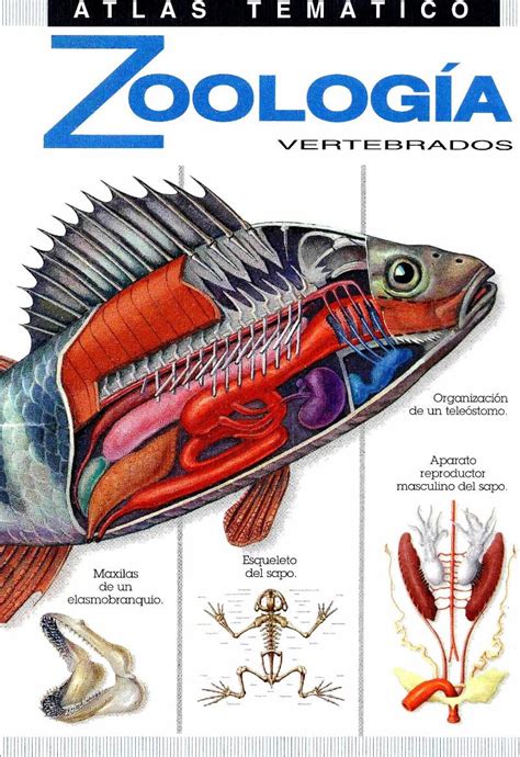 Atlas visual de zoologia vertebrados (atlas visuales). - Plus de vifs que de morts.