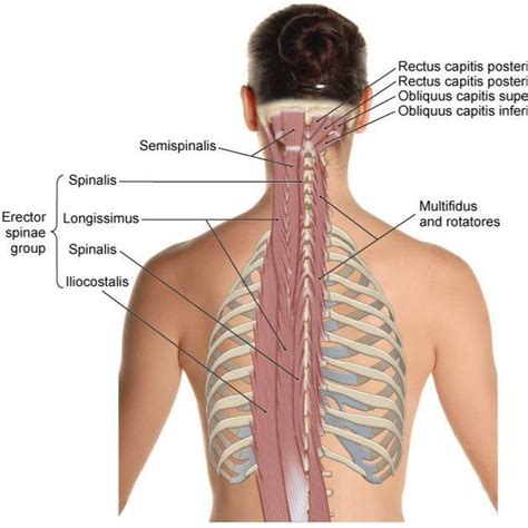 Atlaskotan behandling