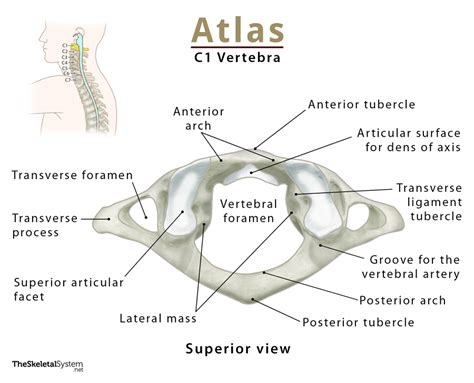 Atlasxanatomy