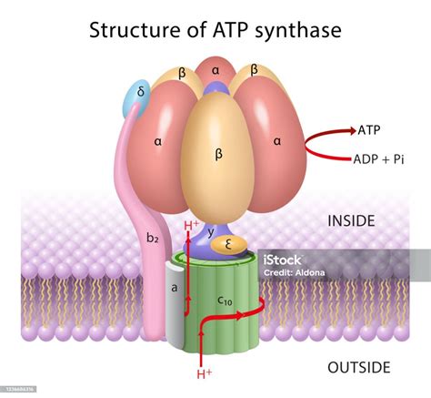 Atp-syntas