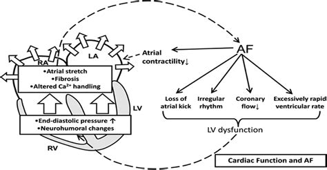 Atrial Fibrillation: Current Evidence and Management Strateg