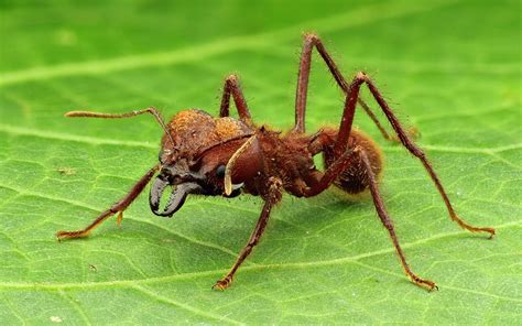 The species Atta sexdens, is a type of red ant with a broad, rounded head, slender thorax, and small, round abdomen. The red ant measures around 0.04" to 0.08" (1 - 2 mm) long. The largest of the red leafcutter ants can have a head over 0.11" (3 mm) wide. Red Harvester Ant (Pogonomyrmex barbatus). 