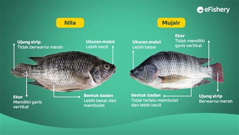 Attack on titan season part. Mimpi dapat nila angka ikan mujair.