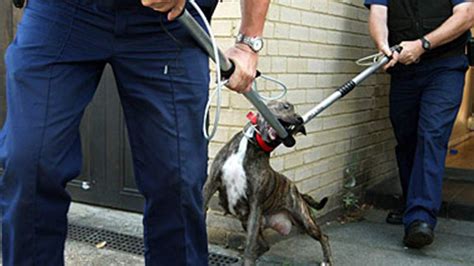 Attack puts dog owner in prison - PressReader