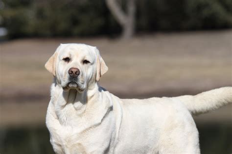 Attaway Retrievers