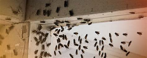 Attic fly. Nov 26, 2023 ... Yes they're cluster flies, no need to get rid of them as they just hibernate in the loft space a d will leave in the Spring, but fly spray will ... 