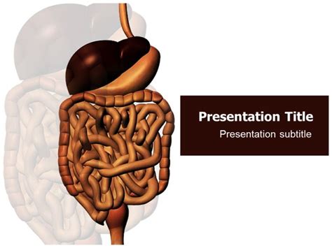 Attractive and conceptual Digestive system Templates For PowerPoint in various shapes and colors