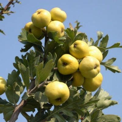 Aubépine à fruit jaune/ Azérolier - Leaderplant