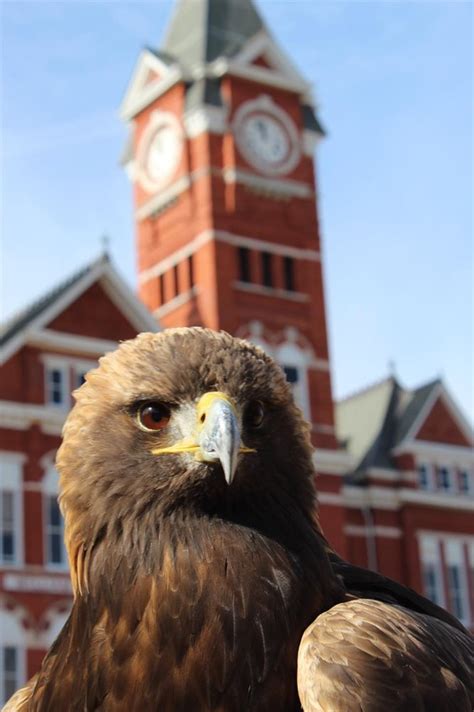 Auburn Raptor Center - 2024 Lo que se debe saber antes de viajar ...