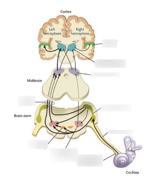 Auditory Section Diagram Quizlet