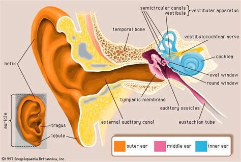Auditory canal function psychology.  The vestibular system is responsible for detec...