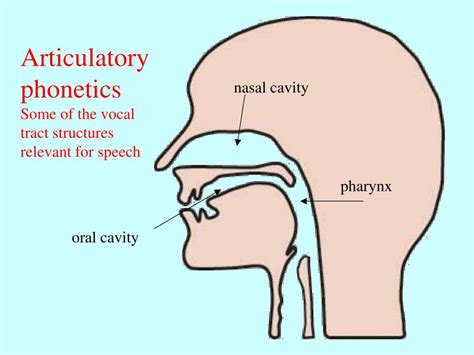Auditory phonetics ppt.  The three main subfields are articulatory phonetics...