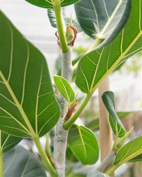 Audrey ficus. The Ficus Audrey plant is often used as a replacement for the fiddle leaf fig plant, which is much harder to take care of. This plant is strong and grows quite tall. It … 