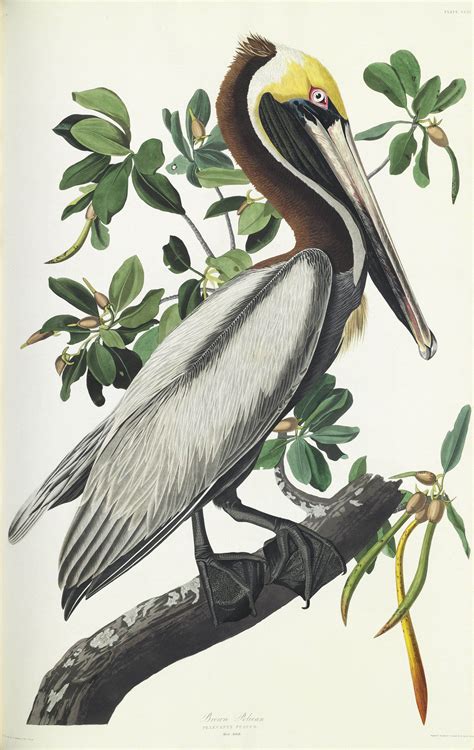 Audubon Drawings