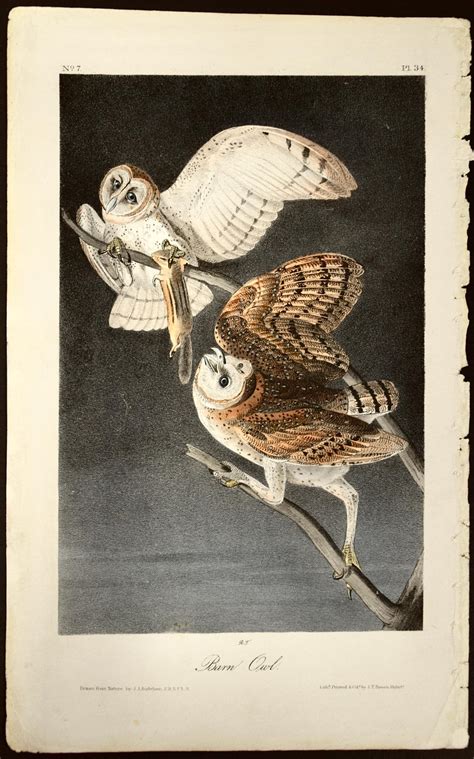 Audubon Prints by John James Audubon and Audubon …