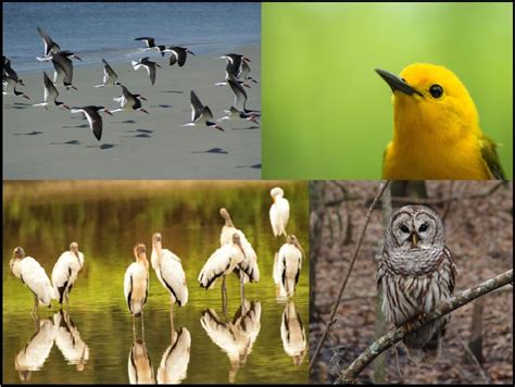 Audubon Societies near Medina - Where to find Audubon …