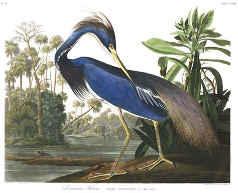 Audubon birds. Here are just some of the many incredible facts about our migrants. 1. At least 4,000 species of bird are regular migrants, which is about 40 percent of the total number of birds in the world. (Although this number will likely increase as we learn more about the habits of birds in tropical regions.) 2. 