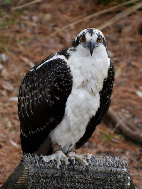Audubon center for birds of prey. Learn about raptors, their adaptations, challenges and conservation at this urban environmental Audubon Center in Florida. Visit, donate, volunteer and sign up for … 