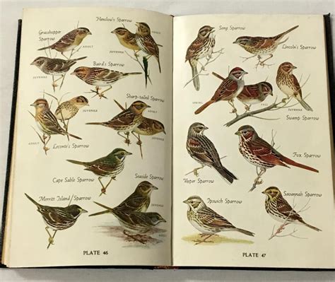 Audubon handbook eastern birds 1st edition. - Revisione totale orecchio naso e gola.