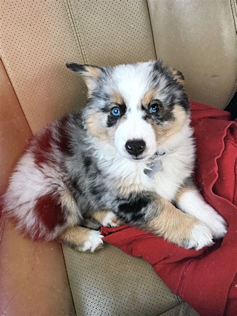 Auggie puppies. Auggie Puppies. Auggie Puppies. $600* 3 boys left. Corgi-mini aussie pups. Born January 2nd. Vet checked, up to date shots and dewormed. Located a bit south of bend oregon but im able to meet ! I did not dock their... Auggies. Aussie-Corgi. Male, 10 Weeks Old. USA BEND, OR, USA. Date listed: 02/26/2024. Tags: corgi Mini aussie. 
