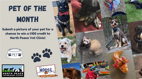 August 2024 North Peace Vet Clinic Pet of the Month