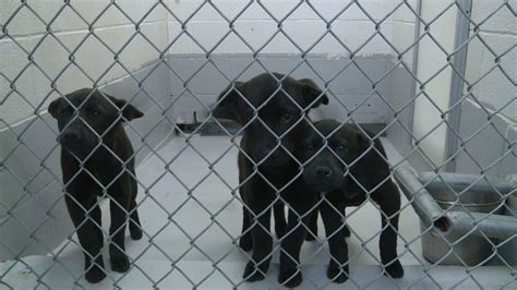 Augusta animal shelter. Things To Know About Augusta animal shelter. 