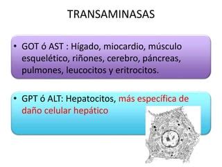 Aumento de las transaminasas de origen hepático - CCM Salud